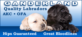 Ganderland Quality Labradors - Brownsville, Wisconsin